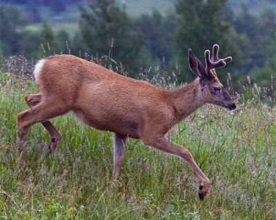 Deer on the Hill.jpg
