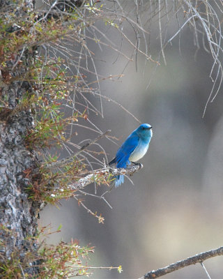 Mountain Bluebird on a Branch.jpg