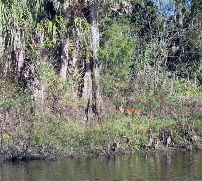 Deer on the banks of the Peace River.jpg