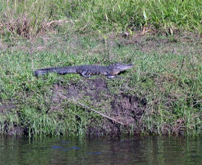 Gator on the bank of the Peace River.jpg