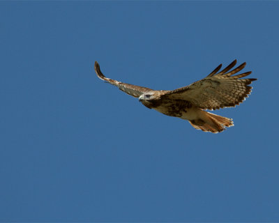 Red Tail in Flight.jpg