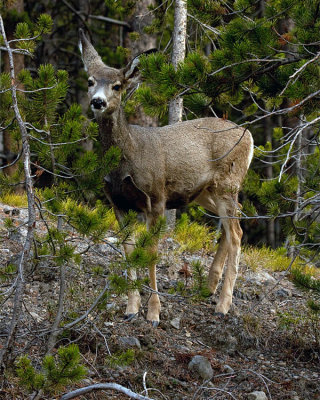 Doe in the Trees.jpg