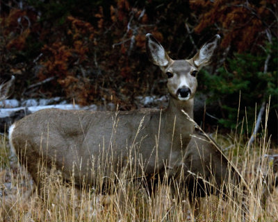 Deer in the Tall Grass.jpg