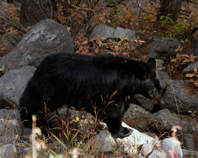 Black Bear on the Rocks Near Hellroaring.jpg
