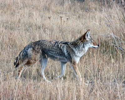 Coyote in the Flats.jpg