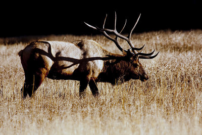 Bull Elk on Norris Road at Sunset.jpg