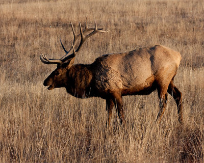 Bull Elk at Sunrise.jpg