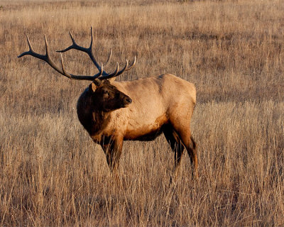 Bull Elk Looking Back.jpg