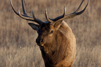 Bull Elk Close-up.jpg