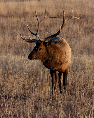 Bull Elk Vertical.jpg