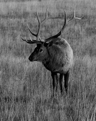 Bull Elk Vertical Black and White.jpg