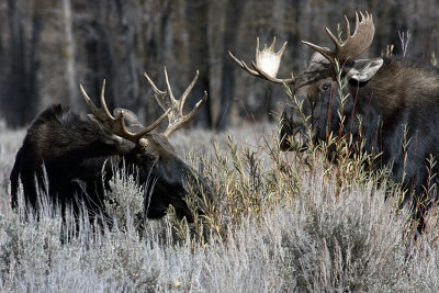 Two Bull Moose at Gros Ventre.jpg