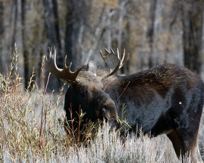 Bull Moose at Gros Ventre Munching in the Tall Grass.jpg