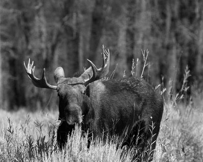 Moose in Black and White.jpg