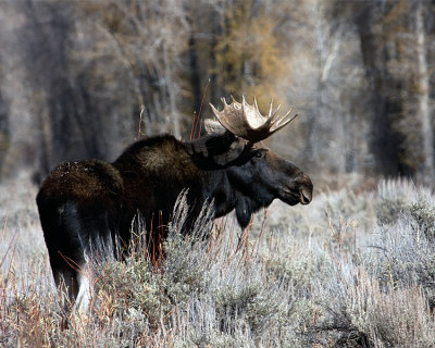 Moose at Gros Ventre.jpg