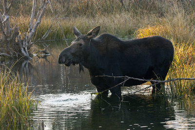 Moose in the Water on Moose-Wilson Road.jpg