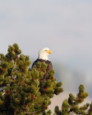 Bald Eagle in the Hayden Valley.jpg