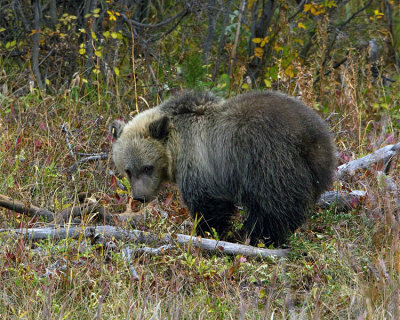 Grizzly Cub Near Pahaska TeePee.jpg