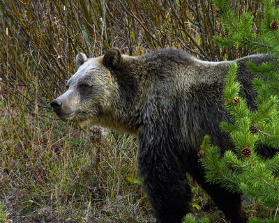 Grizzly at the East Entrance.jpg