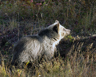 Grizzly Cub at East Entrance.jpg