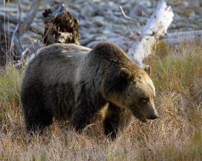 Grizzly Sow in the Grass.jpg