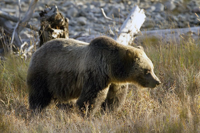 Grizzly Sow in the Valley Across From the Pahaska Teepee.jpg