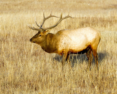 Bull Elk in the Meadow.jpg