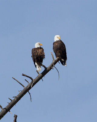 Bald Eagle Pair on the Madison River.jpg