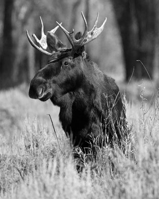 Bull Moose Portrait Black and White.jpg