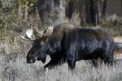 Bull Moose Stepping Through the Grass.jpg