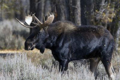 Bull Moose in the Tetons.jpg