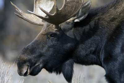 Bull Moose Close Up.jpg