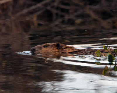 Beaver Swimming on Moose-Wilson Road.jpg