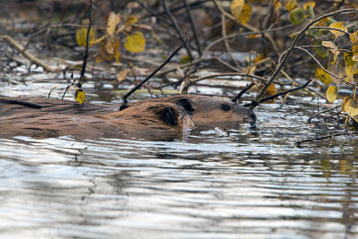 Two Beavers in the Pond on Moose-Wilson.jpg