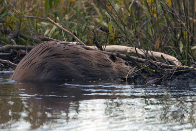 Beaver in the Pond.jpg
