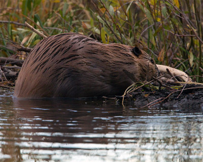 Beaver on Moose-Wilson Road.jpg