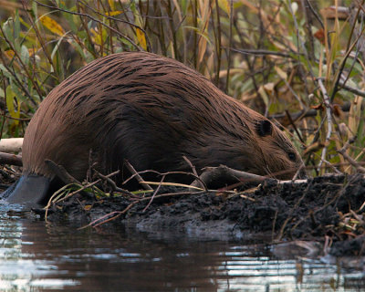 Beaver Climbing Out of the Water.jpg
