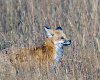 Fox in the Grass.jpg