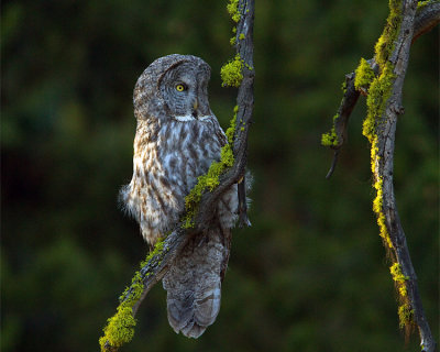 Great Gray Owl.jpg