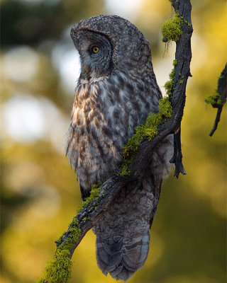 Great Gray Owl Perched.jpg