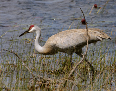 Sandhill Crane on the Hunt.jpg