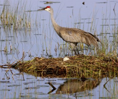 Sandhill Crane Standing at the nest.jpg