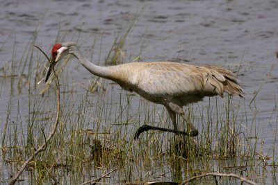 Sandhill Crane Stalking.jpg