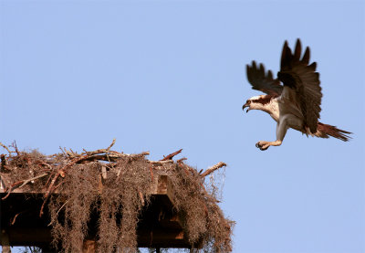 Osprey Landing at Nest.jpg