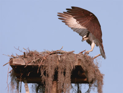 Osprey landing at Nest 2.jpg