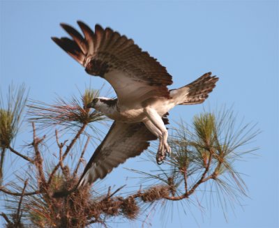 Osprey Lighting off branch.jpg