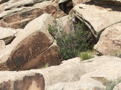 Petrified Forest National Park & Painted Desert