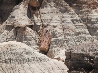 Petrified Forest National Park & Painted Desert