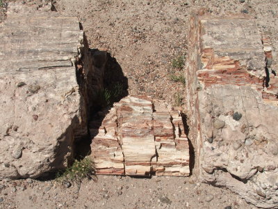 Petrified Forest National Park & Painted Desert