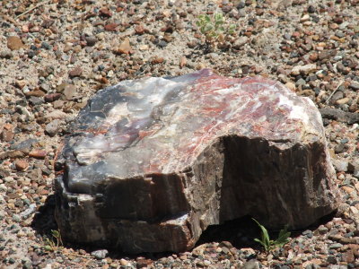 Petrified Forest National Park & Painted Desert